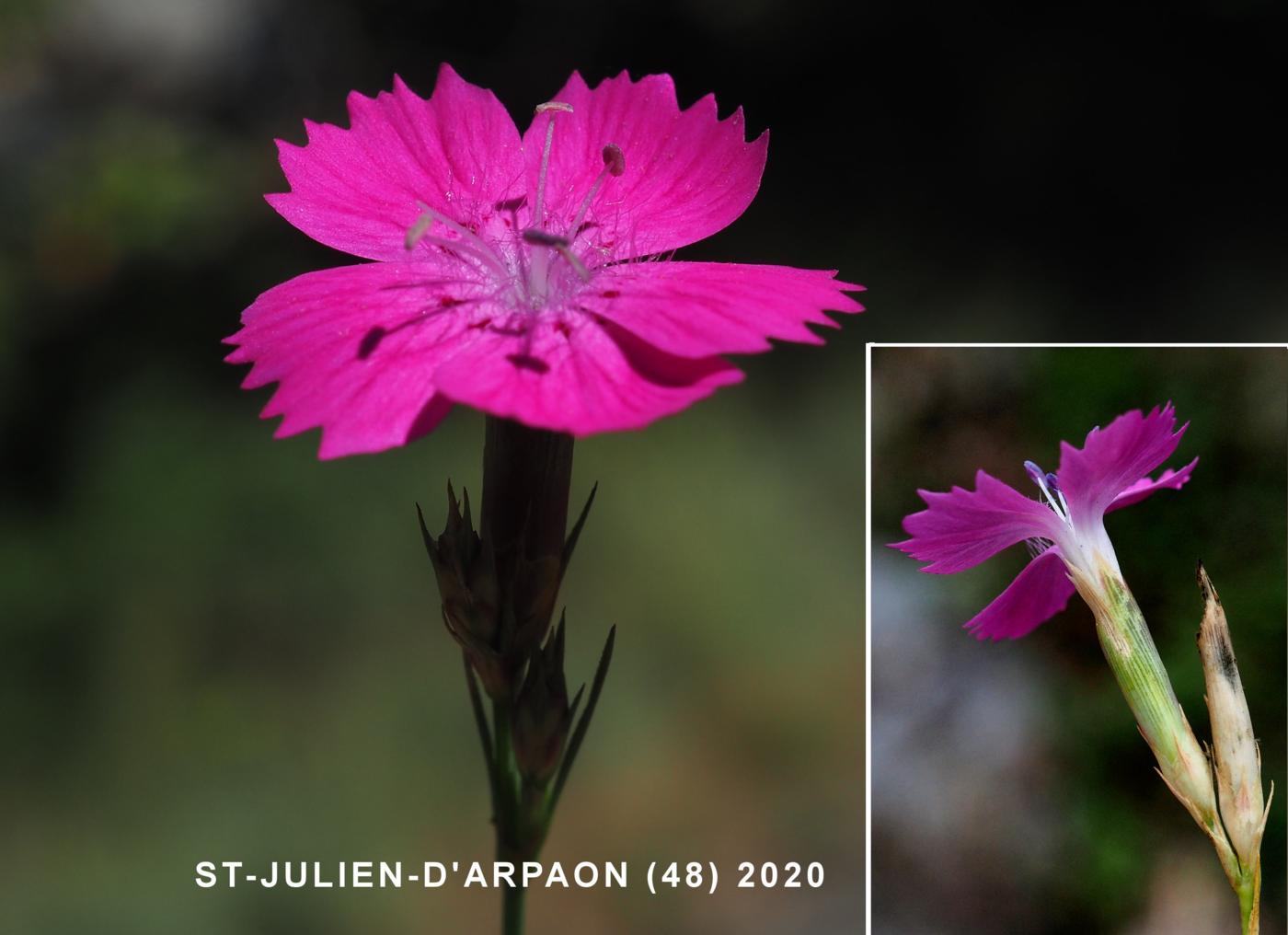 Pink, Granite flower